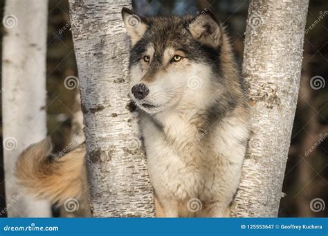 Wolf Tail Stock Photos - Download 1,800 Royalty Free Photos