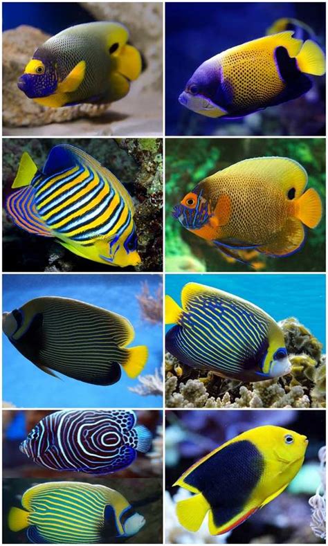 Saltwater aquarium fish species for beginners – reef aquascape designs