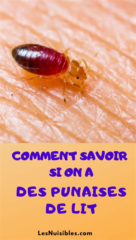 Comment Savoir Si On A Des Punaises De Lit Artofit