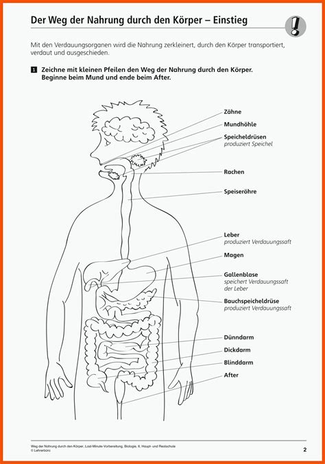 Der Weg Der Nahrung Arbeitsblatt L Sungen Allgemeine Arbeitsbl Tter