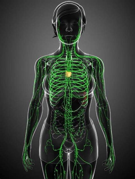 Sistema Linfático Función Compare saratov myhistorypark ru