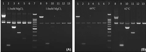 A Simple Pcr Ssp Method For Detection Of Hla B And