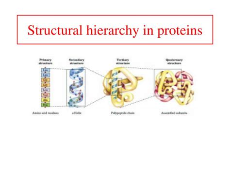 Ppt Protein Structure And Function Powerpoint Presentation Free 288