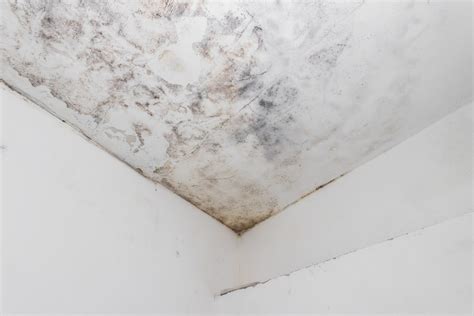 My Ceiling is Leaking! Your 5-Step Action Plan for ceiling leak in
