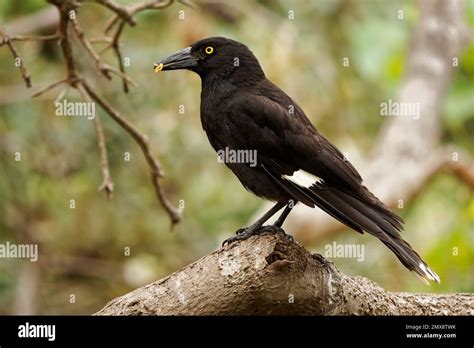 pied currawong strepera graculina black passerine bird native