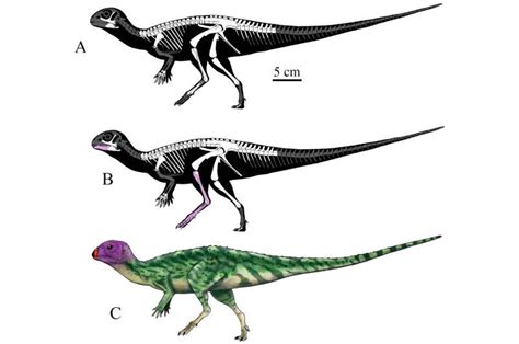 Nova espécie de dinossauro descoberta na Tailândia