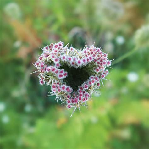 Queen Anne'S Lace Flowers Plant - Free photo on Pixabay - Pixabay