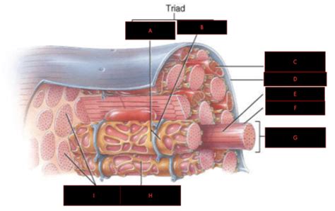 Sarcolemma Diagram Flashcards | Quizlet