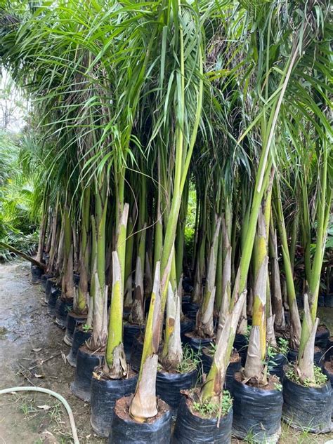 Hyophorbe Lagenicaulis Bottle Palm Tree For Garden At Rs In