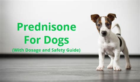 Prednisone For Dogs With Dosage And Safety Guide