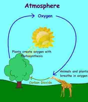 The Carbon/Oxygen Cycle - Biology