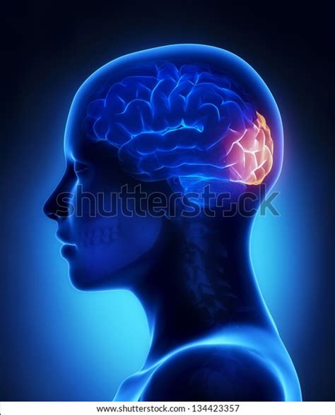 Occipital Lobe Female Brain Anatomy Lateral Stock Illustration 134423357