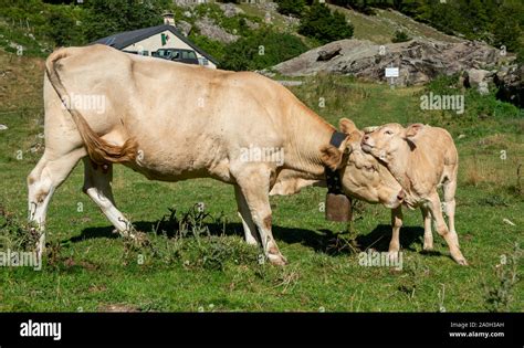 A White Cow With Cowbell And Calf Stock Photo Alamy