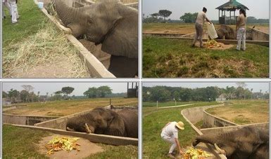 Realiza Profepa Visita A Elefante Tombo Del Yumka Para Verificar Su