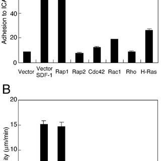 Random cell migration on ICAM-1. (A) Adhesion of T cells on immobilized ... 