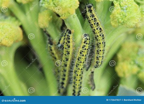 Caterpillars Of The Pieris Brassicae Large White Butterfly Cabbage