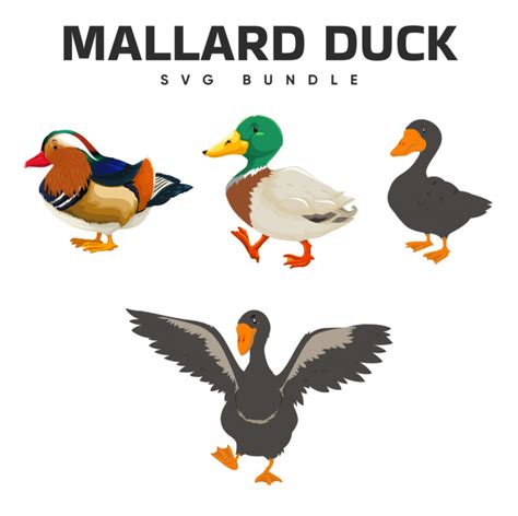 Mallard Duck Svg Files Masterbundles