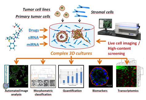 High Content Screening Unit TCDM Turku Center For Disease Modeling