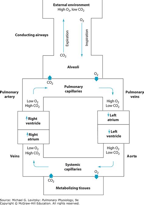 Respiratory System Flow Chart Ponasa