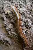 Free picture: millipede, insect, larvae, narceus