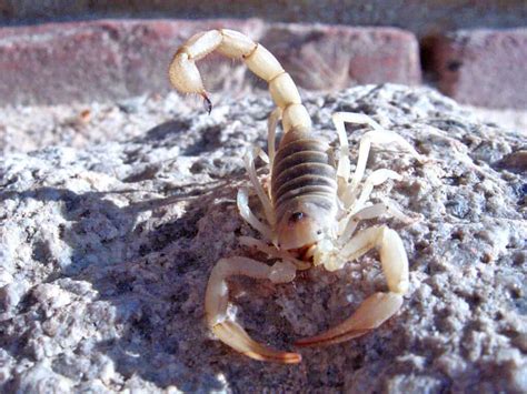 Discover The 3 Different Types Of Scorpions In The United States A Z