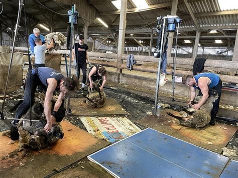 La tonte des moutons de prés salés Cest indispensable pour le bien