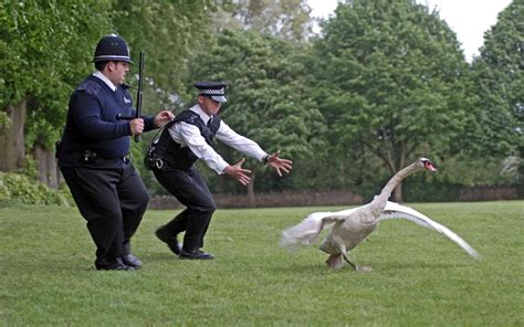 Hot Fuzz Goose Blank Template Imgflip