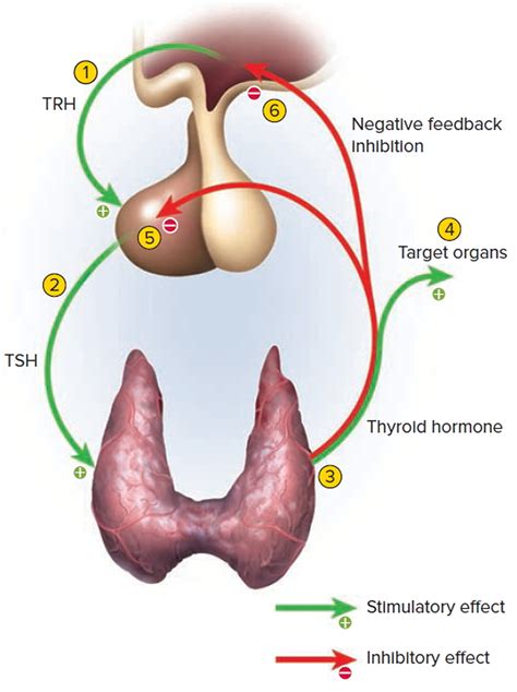 Thyroid Hormone Regulation Negative Feedback