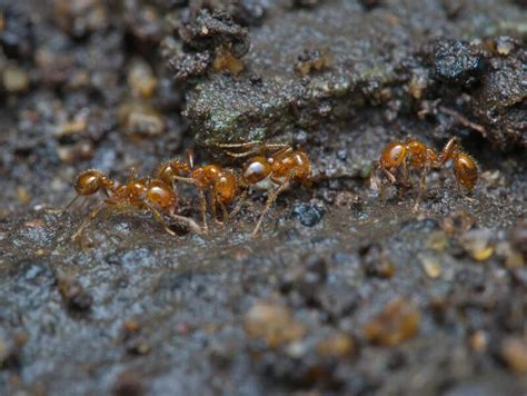 What are the Dangers of a Fire Ant Infestation? | PestNation