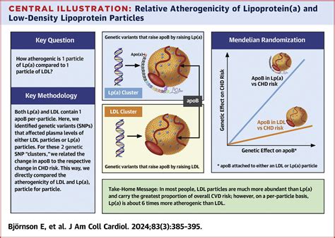 Lipoproteina Is Markedly More Atherogenic Than Ldl An Apolipoprotein