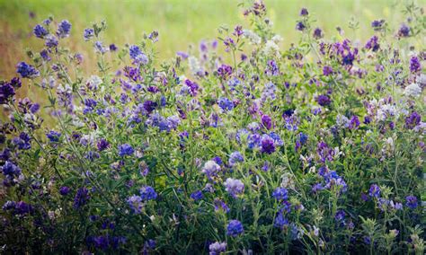 Alfalfa Meal Fertilizer To Super Charge Your Soil Epic Gardening