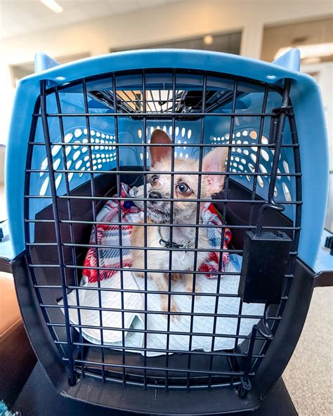 Lake Oconee Humane Society | Greensboro GA