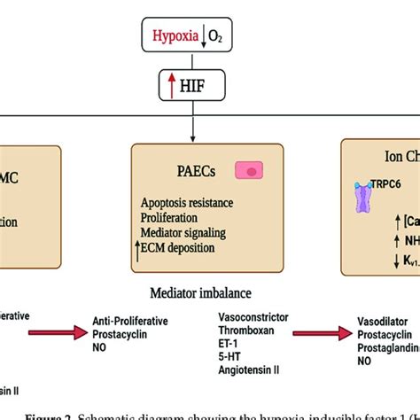 Schematic Diagram Showing The Hypoxia Inducible Factor 1 Download