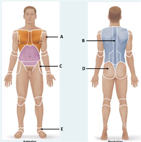 Anatomy Physiological Quiz Flashcards Quizlet