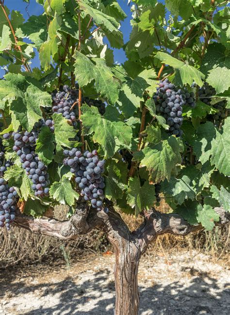 Fotos Gratis árbol Naturaleza Uva Viñedo Fruta Comida Rojo