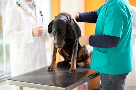Surgery in Dogs: Everything You Need to Know | Kent Vets