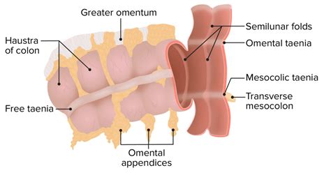 Cólon Cego E Apêndice Anatomia Concise Medical Knowledge