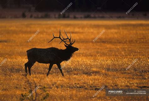 Elk walking in Park — daylight, artistic - Stock Photo | #163000496