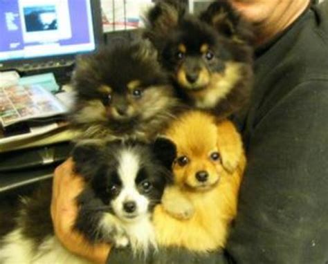 AKC Pomeranian Breeders | Teacup Pomeranian