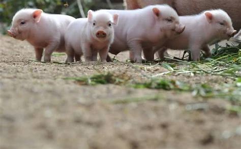 Mini Porco De Estima O Pre O Como Cuidar E Quanto Tempo Vive