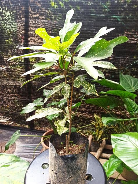 Pokok Puding Croton Plants Furniture Home Living Gardening Plants