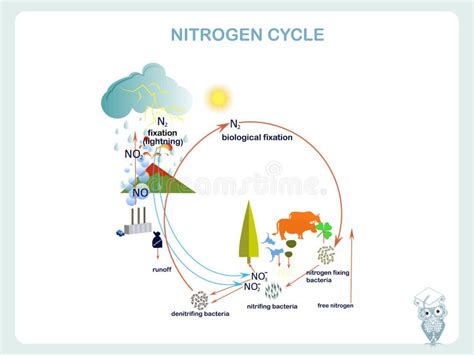 Scheme of the Nitrogen Cycle, Flat Design Stock Vector - Illustration ... 