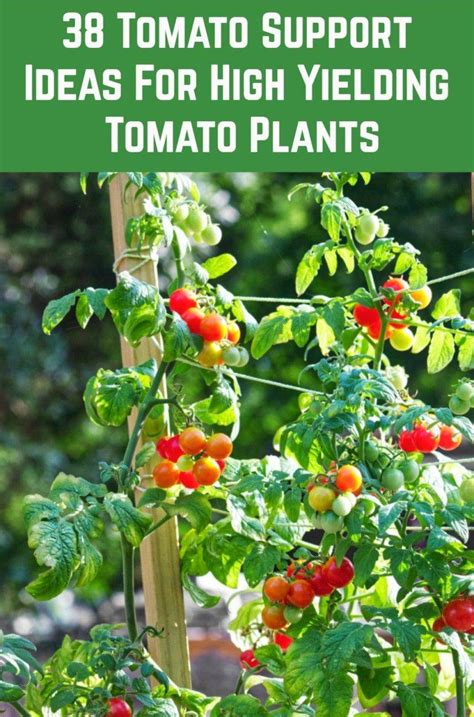 Vegetable Garden Tips Tomato Ideas Worth A Look Sharonsable