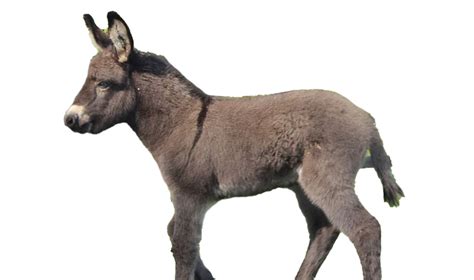 Donkey Animal Png Image Png Mart