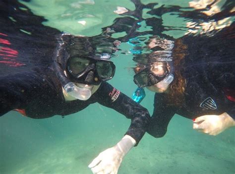 Manatees In Paradise (Crystal River) - 2020 All You Need to Know BEFORE