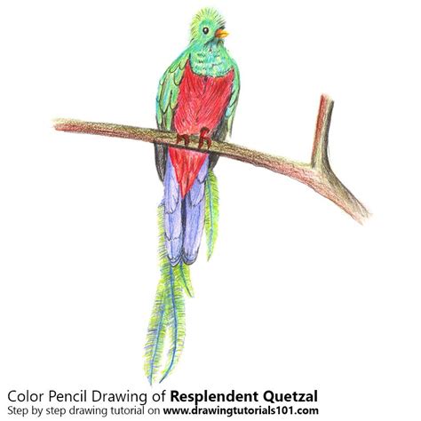 Quetzal Drawing at GetDrawings | Free download