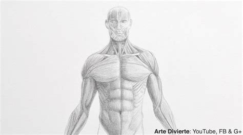 Como Dibujar Un Torso Dibujo Anatomico Nbkomputer