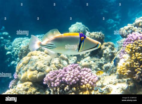 Arabian Picassofish Rhinecanthus Assasi Triggerfish In A Colorful