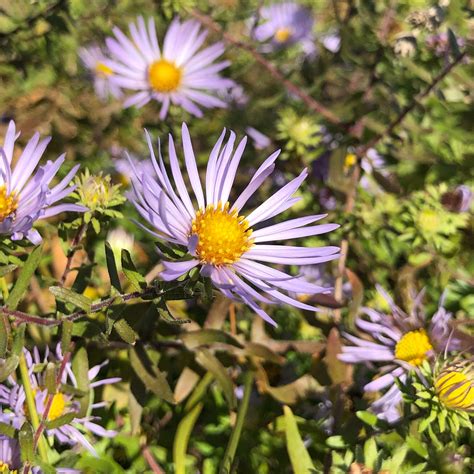 MN Native Aromatic Aster Plants | Natural Shore Technologies