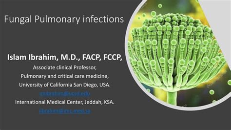 Fungal pneumonia 11 | PPT